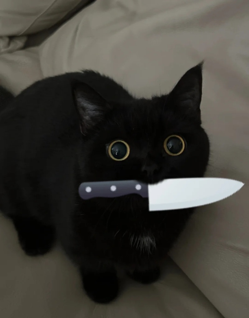 ảnh mèo đen 14