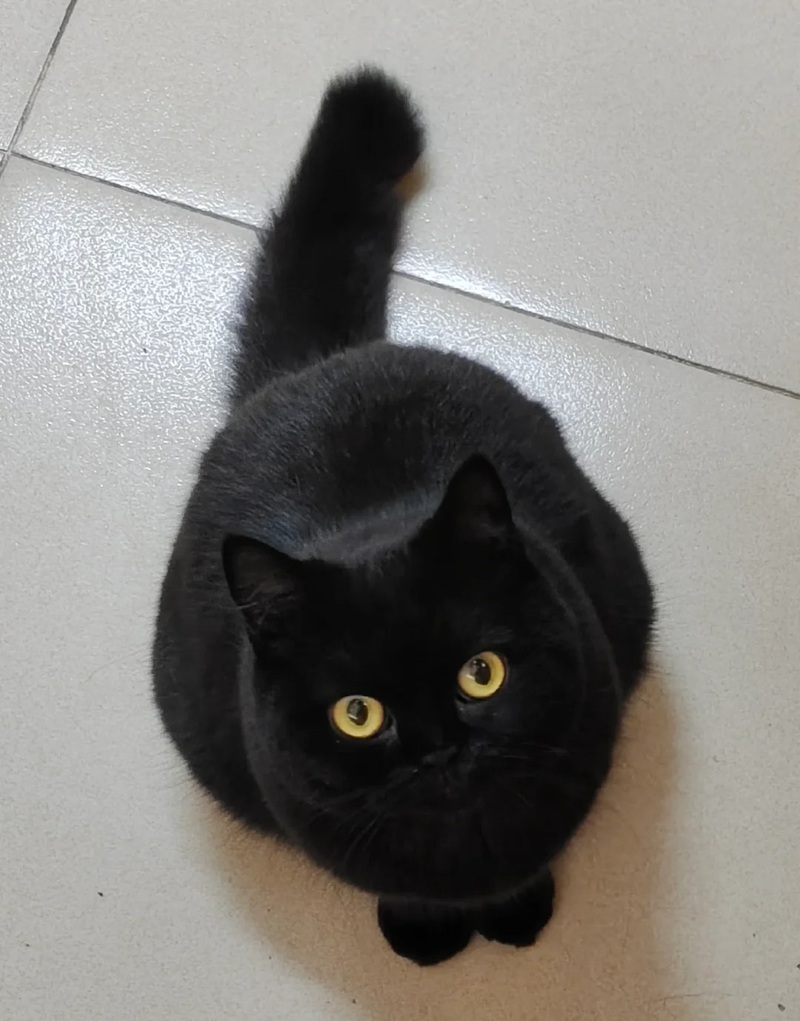 ảnh mèo đen 19