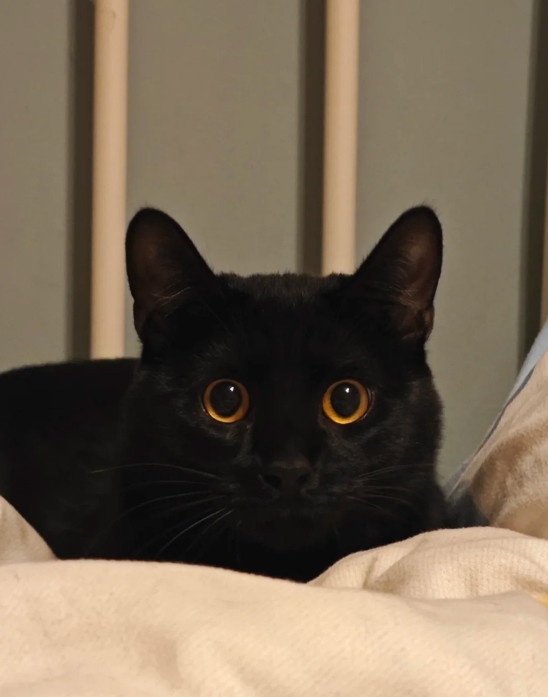 ảnh mèo đen 4