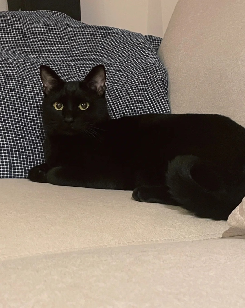 ảnh mèo đen 41
