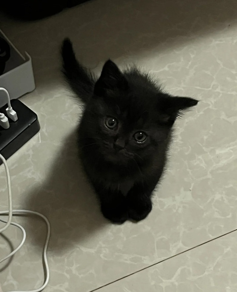 ảnh mèo đen 6