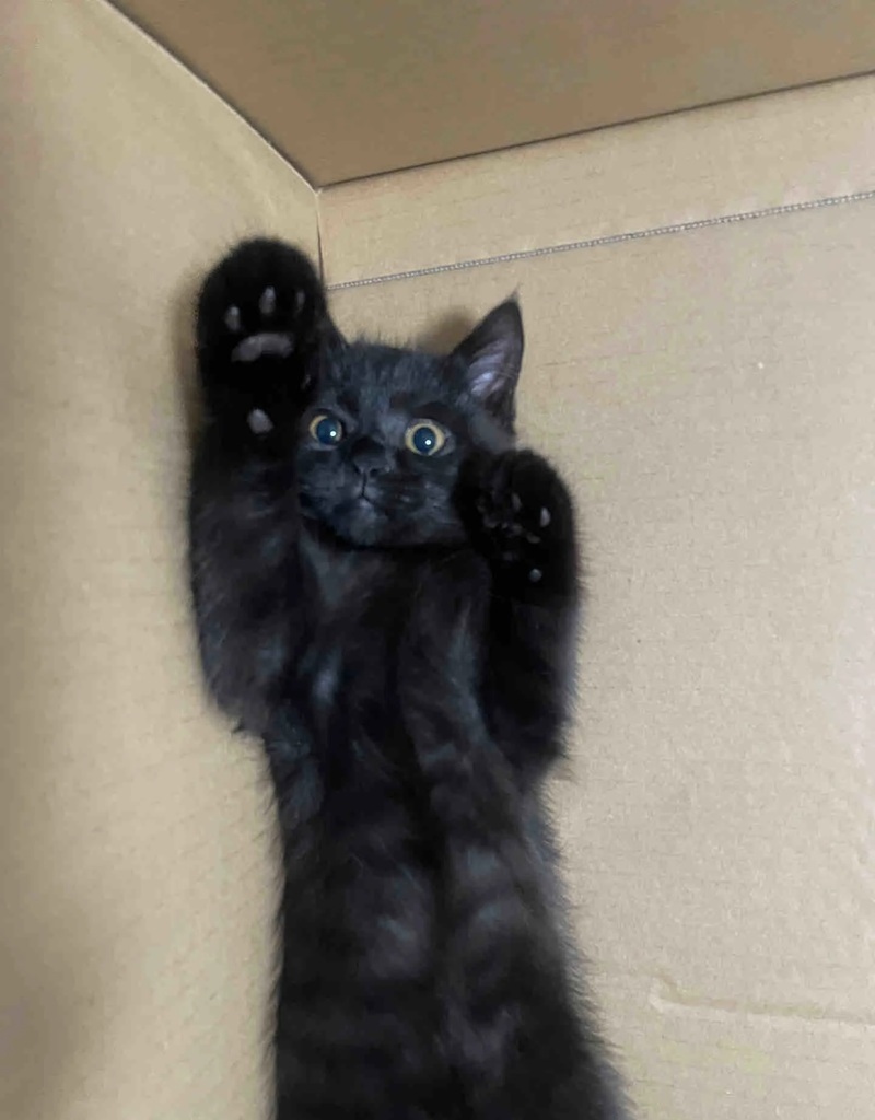 ảnh mèo đen 7