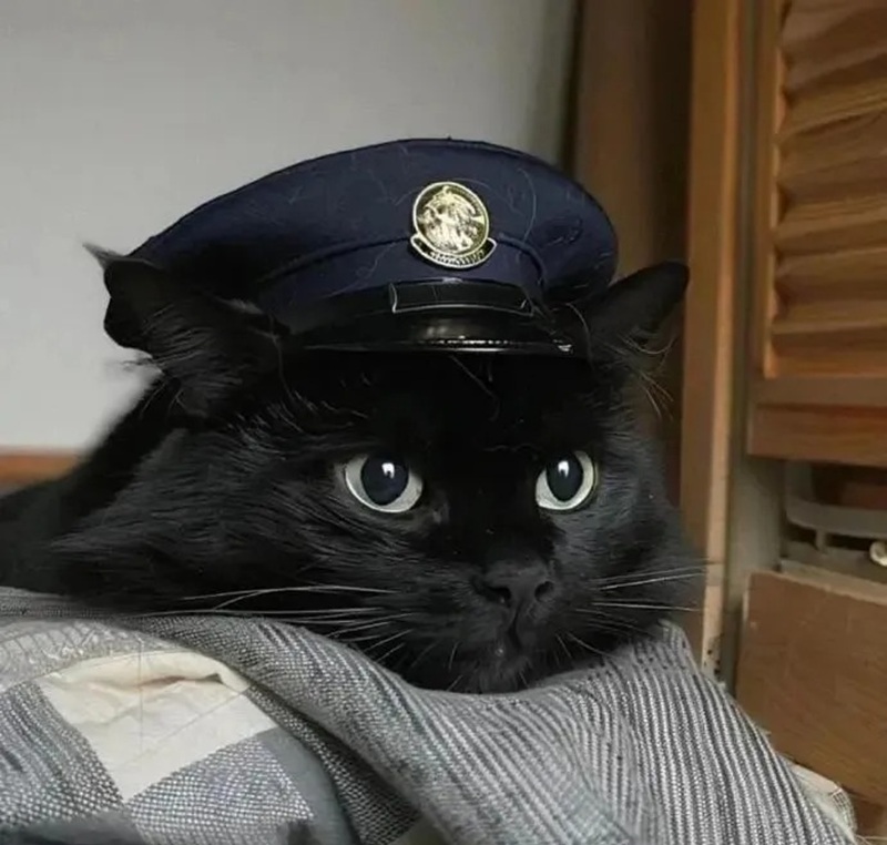 ảnh mèo đen cute