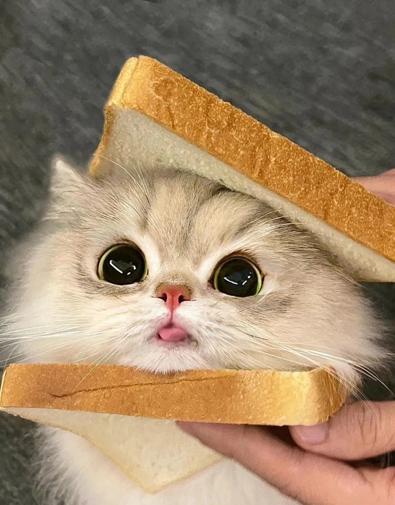 ảnh mèo ngáo cute 1
