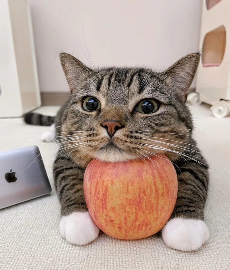ảnh mèo ngáo cute 14