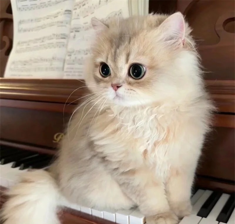 ảnh mèo siêu cute​
