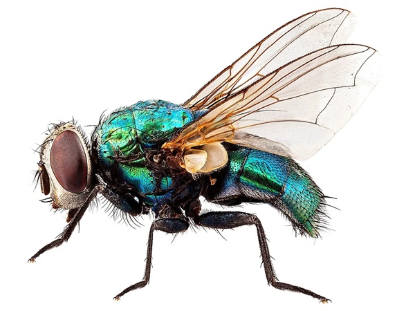 avatar ruồi bâu 5