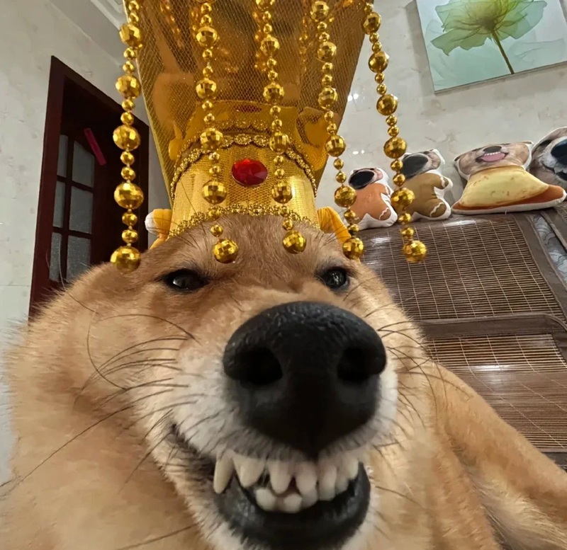 avatar tiktok vô tri 38
