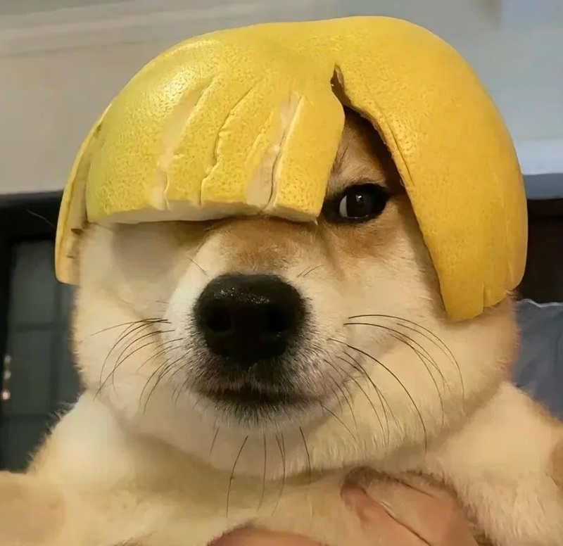 avatar tiktok vô tri 39