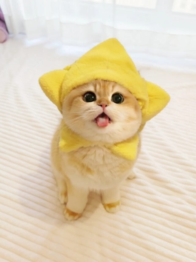ảnh mèo siêu cute​