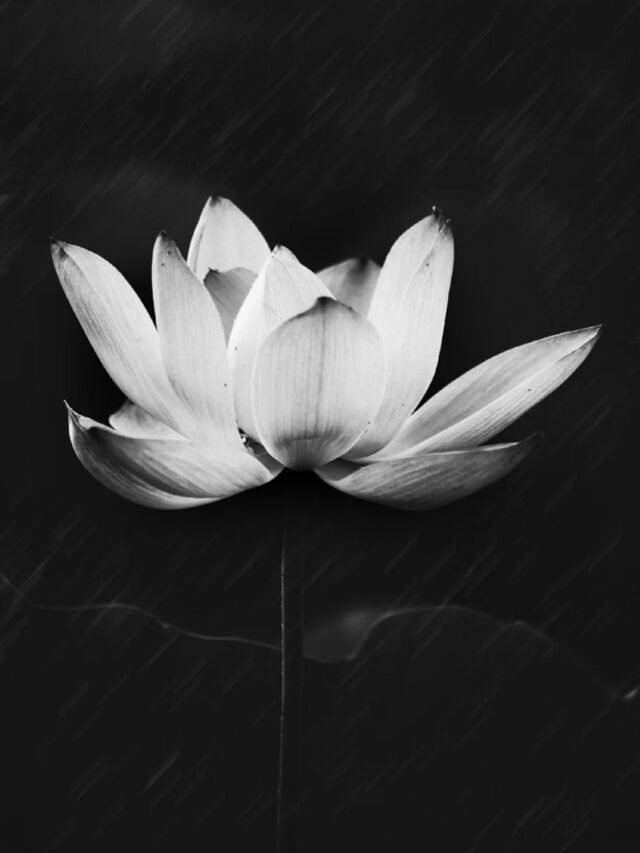 ảnh hoa sen nền đen 21