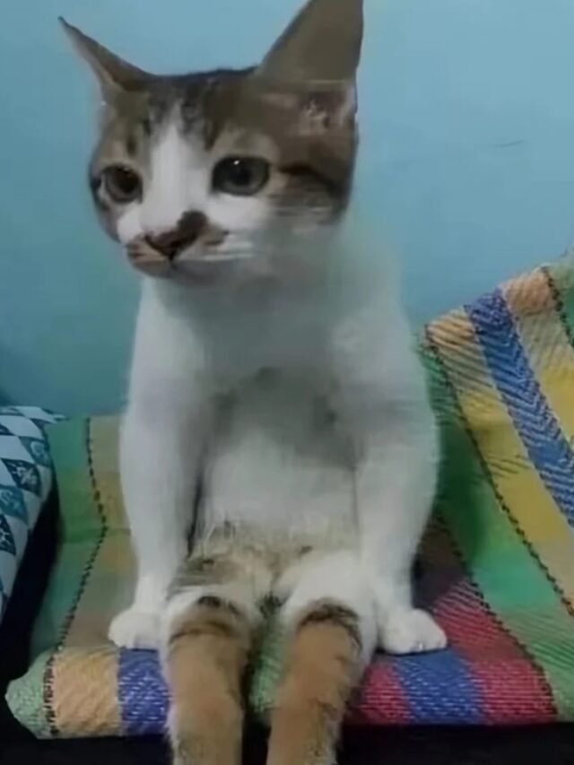 ảnh mèo bựa cute