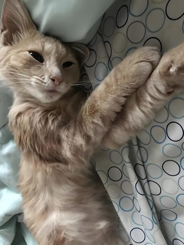 ảnh mèo cute buồn