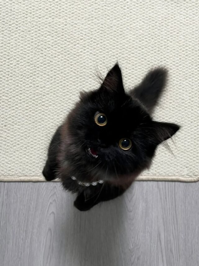 ảnh mèo đen 32