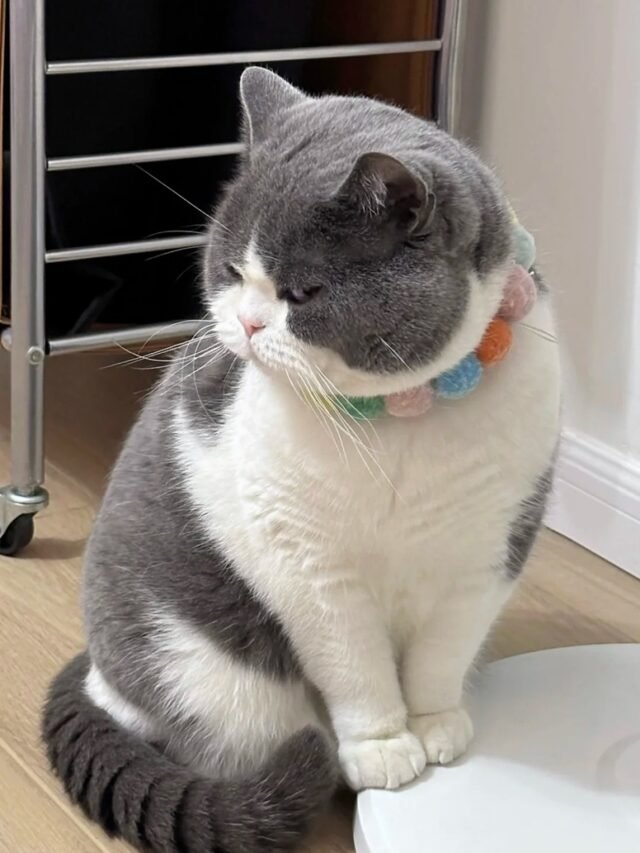 ảnh mèo tức giận cute