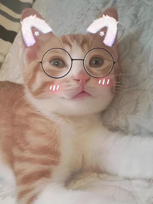 ảnh mèo ngáo cute