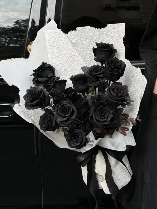 hình ảnh hoa hồng đen 35