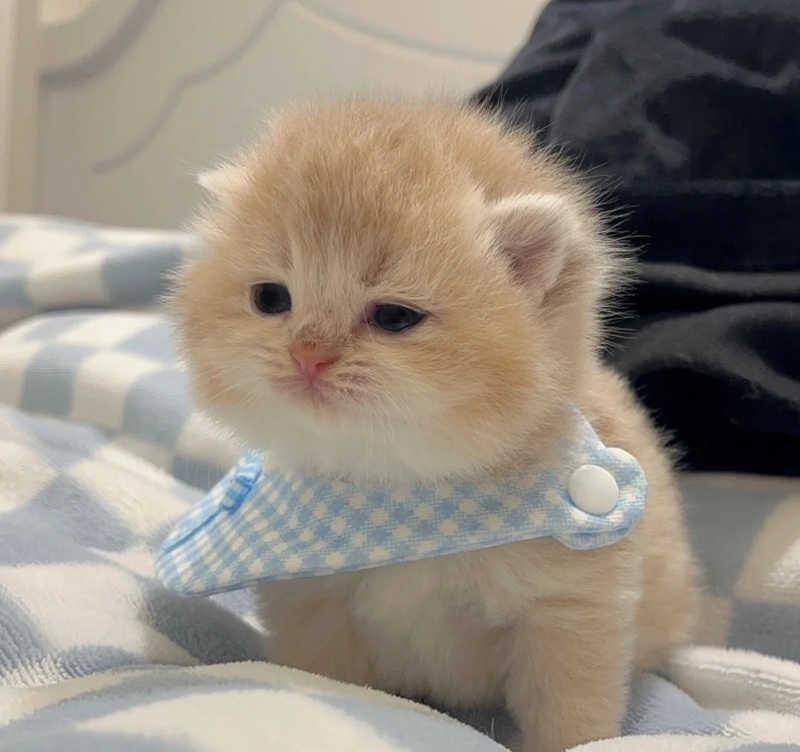 hình ảnh con mèo cute 1