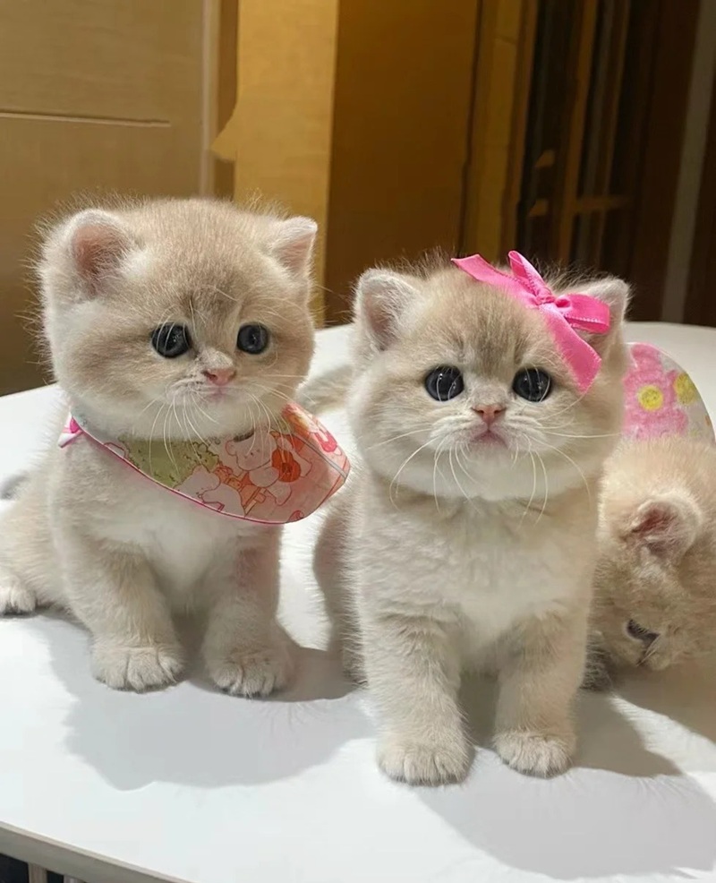 hình ảnh con mèo cute 10