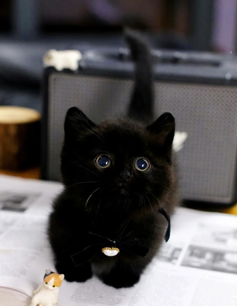 hình ảnh con mèo cute 12