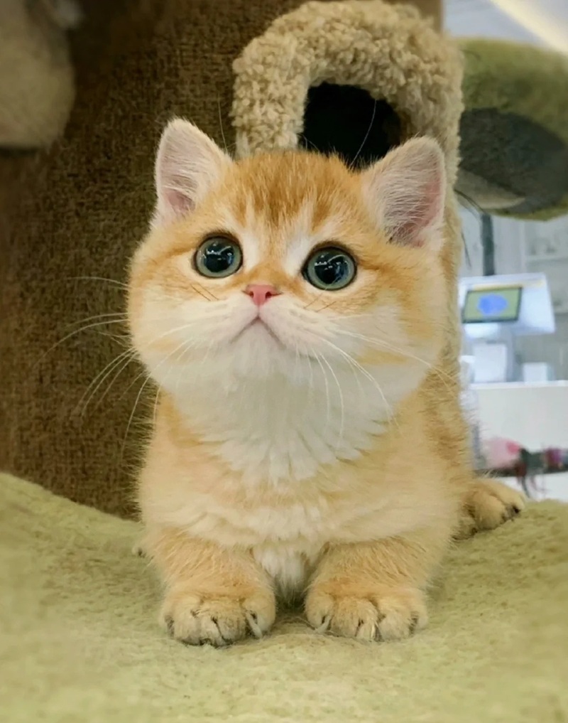hình ảnh con mèo cute 16