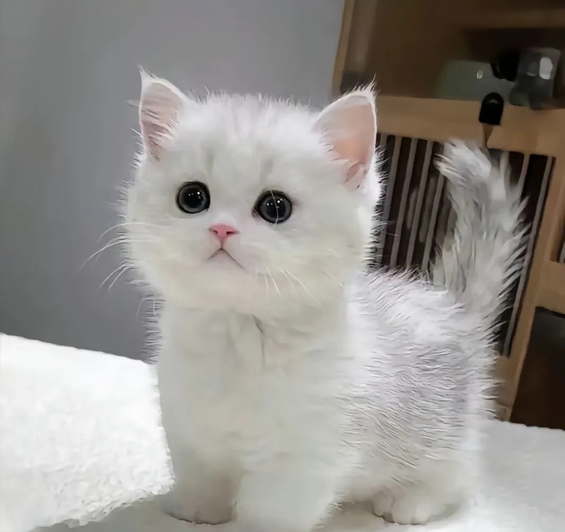 hình ảnh con mèo cute 17