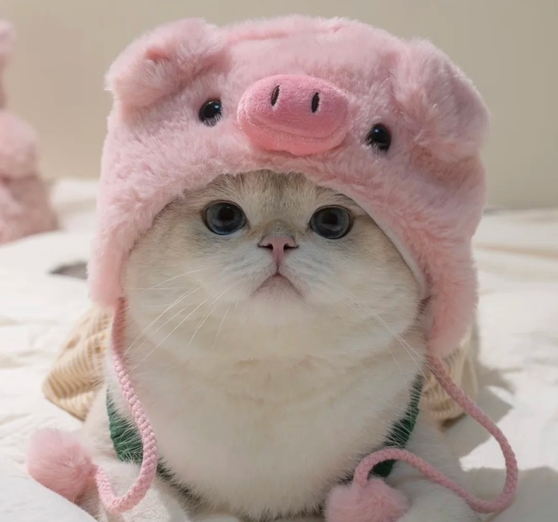 hình ảnh con mèo cute 18