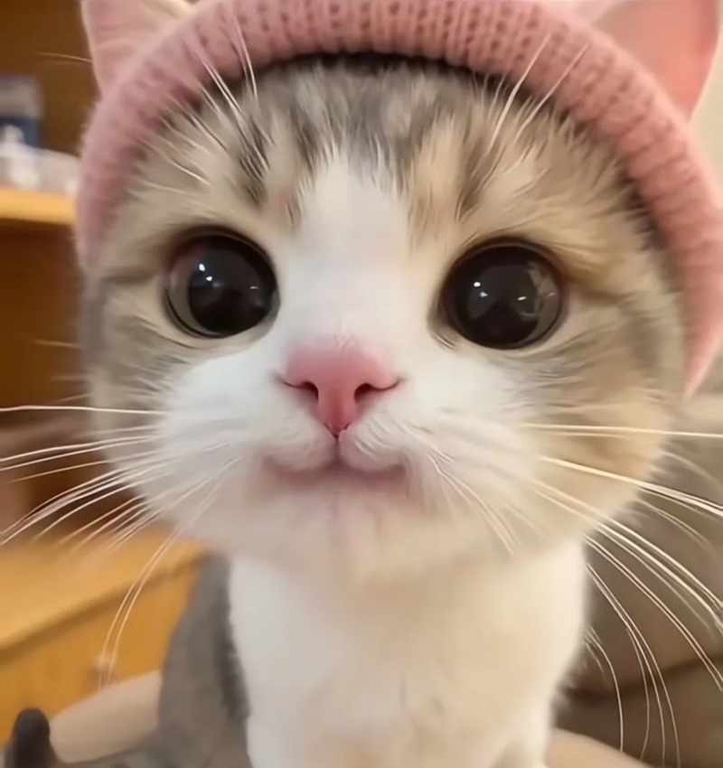 hình ảnh con mèo cute 2