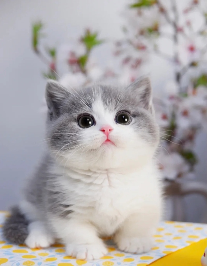 hình ảnh con mèo cute 21