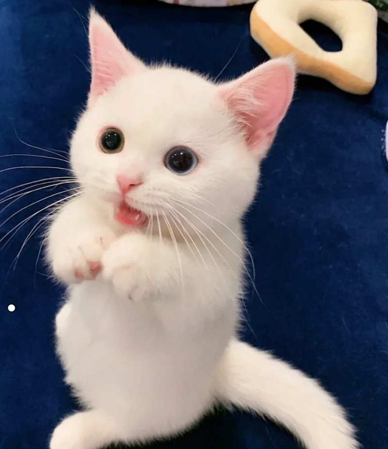 hình ảnh con mèo cute 22