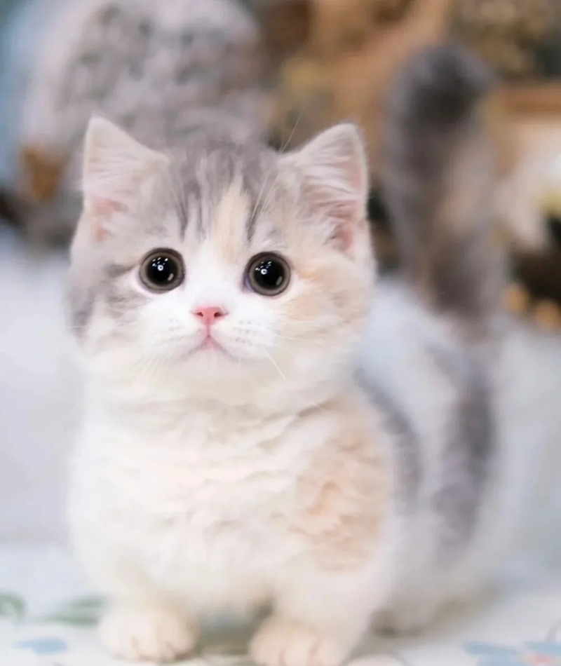 hình ảnh con mèo cute 23