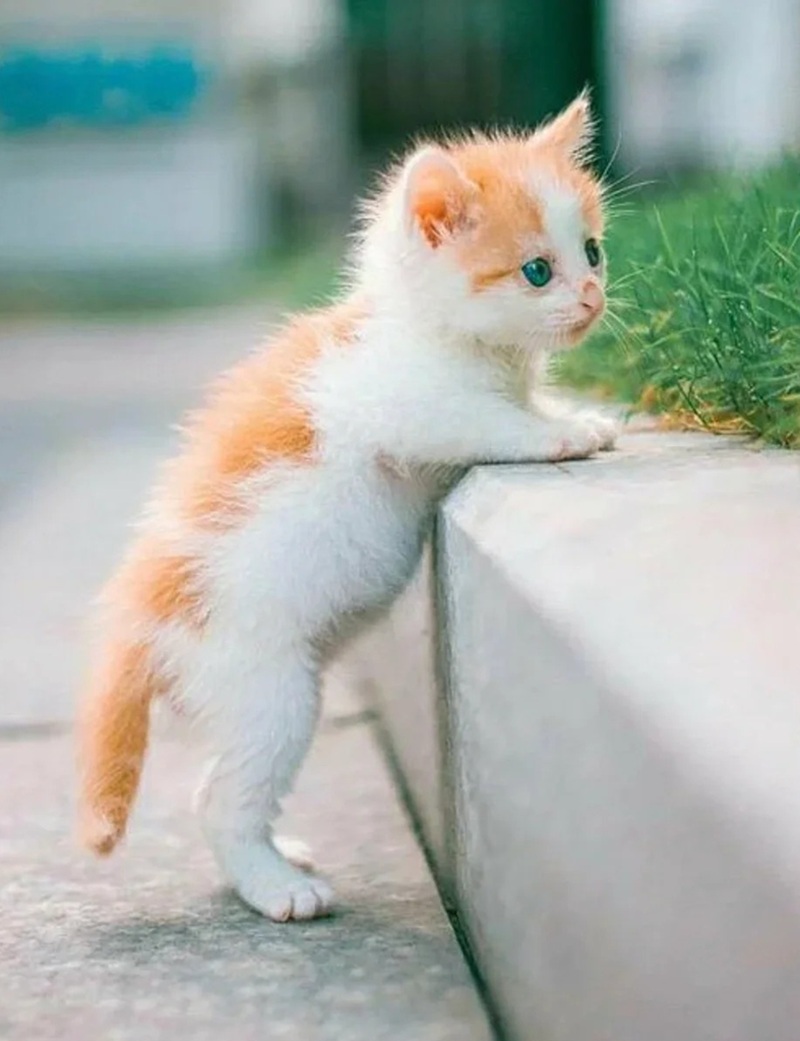 hình ảnh con mèo cute 24