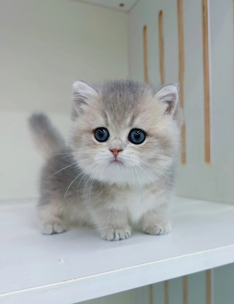 hình ảnh con mèo cute 26