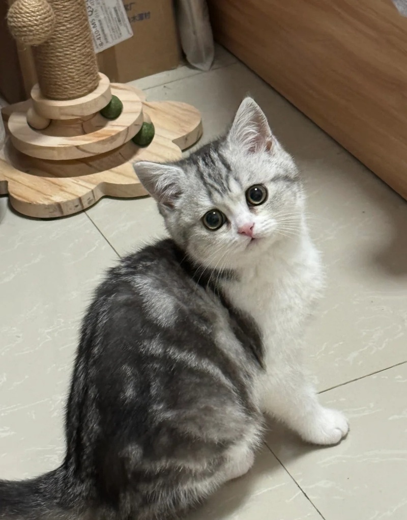 hình ảnh con mèo cute 27