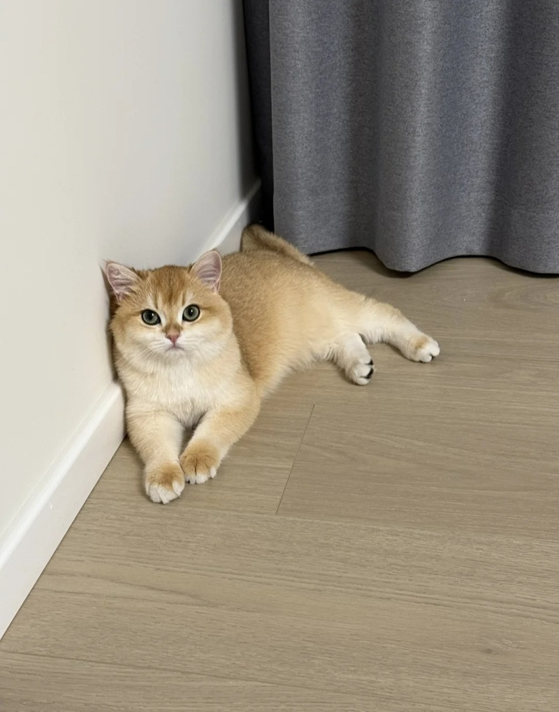 hình ảnh con mèo cute 3