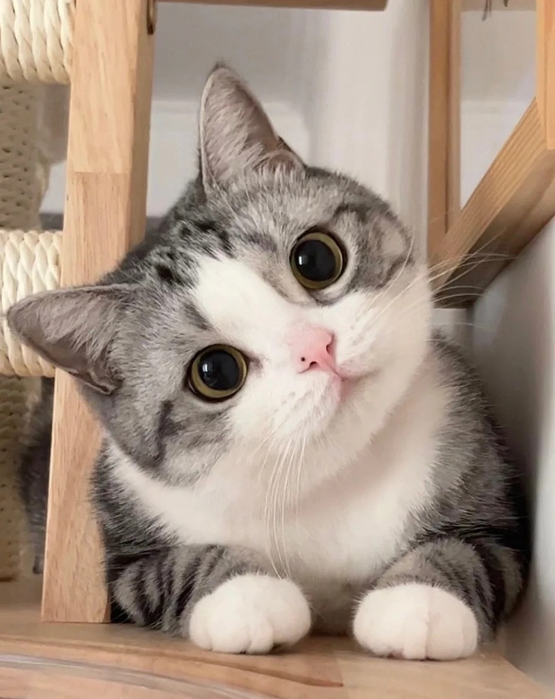 hình ảnh con mèo cute 33