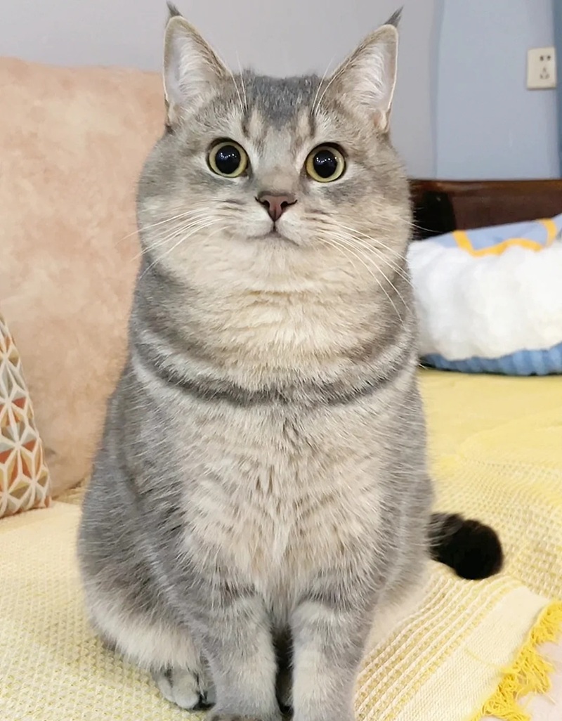 hình ảnh con mèo cute 35