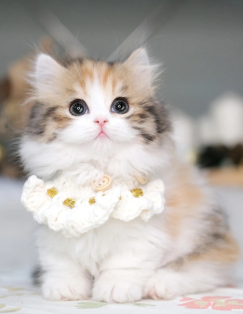 hình ảnh con mèo cute 36