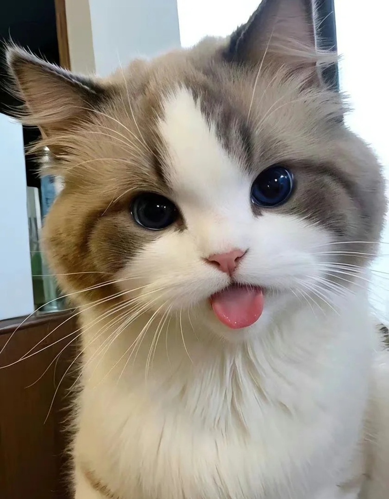 hình ảnh con mèo cute 38