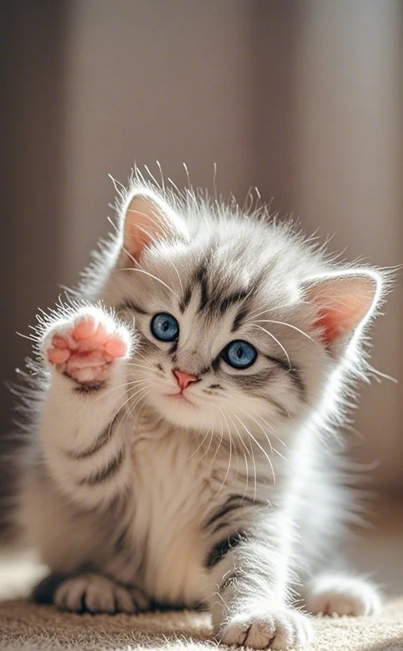 hình ảnh con mèo cute 39