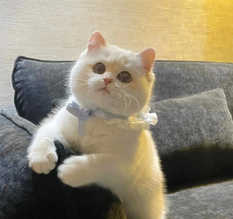 hình ảnh con mèo cute 4