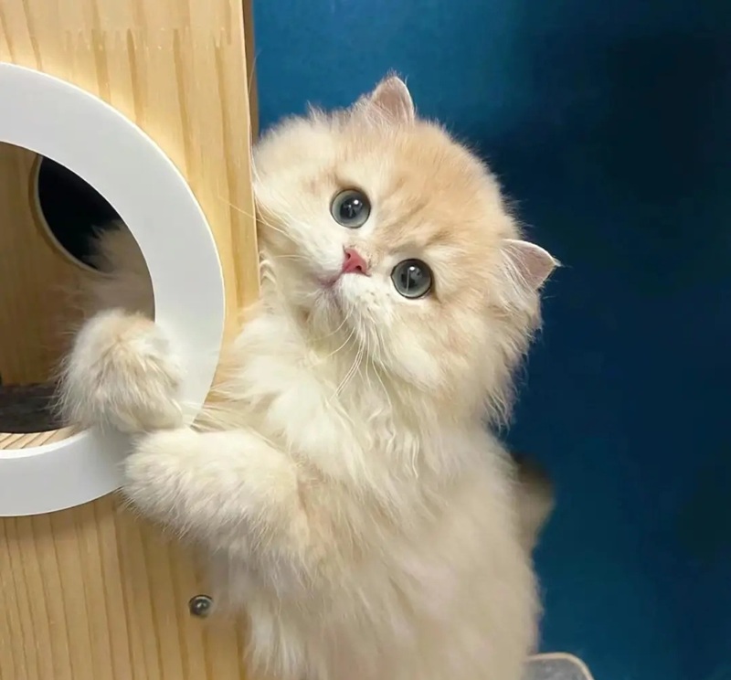 hình ảnh con mèo cute 5