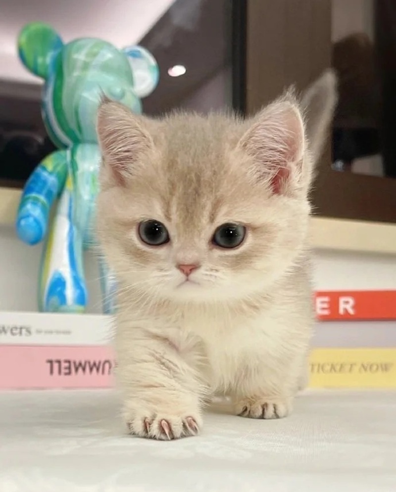hình ảnh con mèo cute 7
