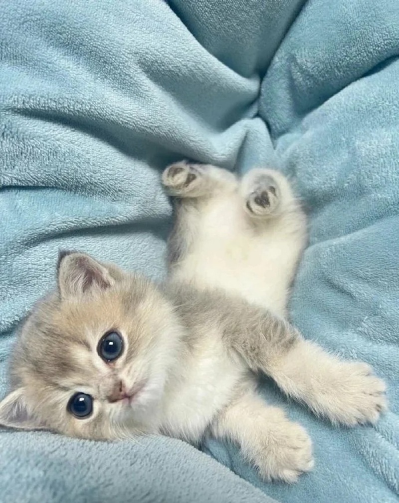 hình ảnh con mèo cute 8