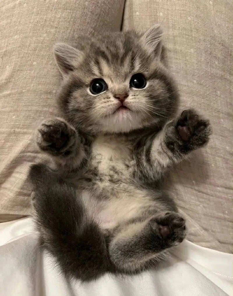 hình ảnh con mèo cute 9