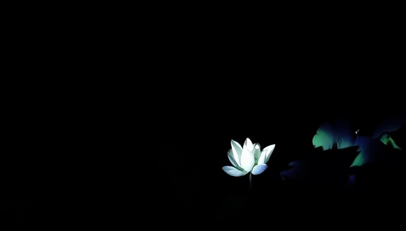 hình ảnh hoa sen trắng trên nền đen