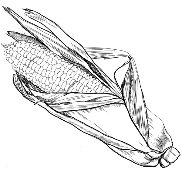 tô màu bắp ngô 37