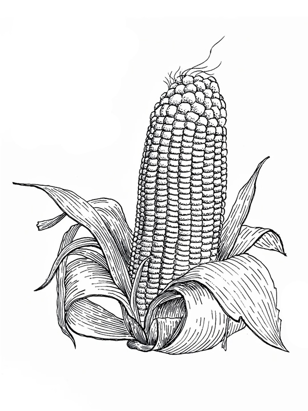 tô màu bắp ngô 7