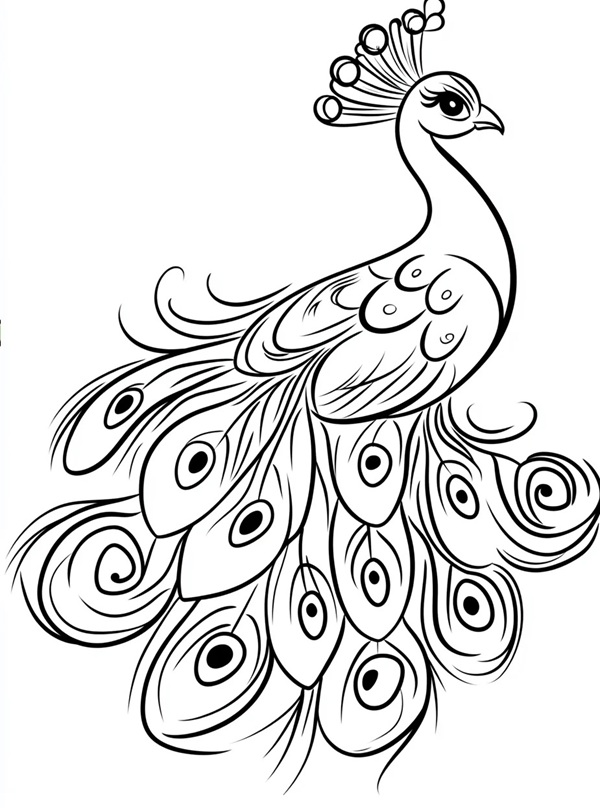 tranh tô màu con công 4