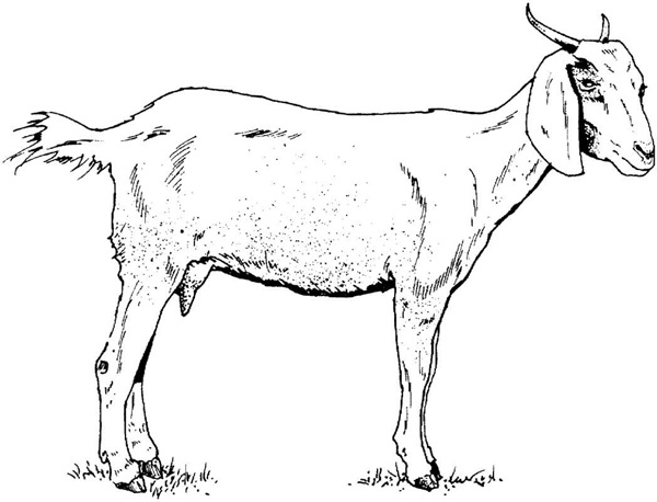 tranh tô màu con dê 34 
